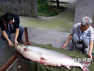 Record photograph for Elopichthys bambusa